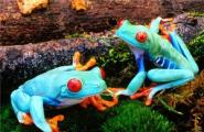 Самые опасные животные в мире: ядовитые древесные лягушки Самая ядовитая жаба в мире